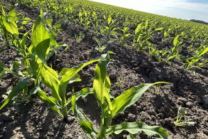 Czym dokarmiać dolistnie kukurydzę?