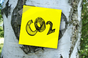 Podziemne grzyby pochłaniają jedną trzecią CO2 emitowanego z paliw kopalnych