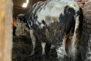 Grędzina: stado krów i byków terroryzuje wieś
