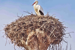 Ornitolodzy: susza daje się we znaki bocianom; wyrzucają z gniazd młode