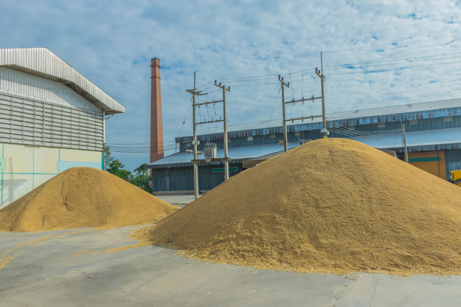Propozycja cen za tonę mokrej kukurydzy to obecnie tylko 350 zł, fot. Shutterstock