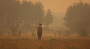 Pożary w Kanadzie pustoszą lasy. To najgorszy w historii początek sezonu pożarowego