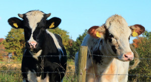 Irlandzki rząd chce zabić prawie 200 tysięcy krów. Hodowcy protestują