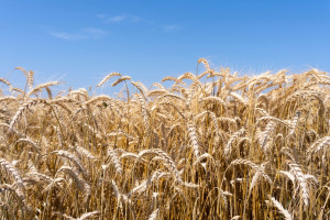 Ceny zbóż na światowych giełdach przed szansą na odwrócenie trendu