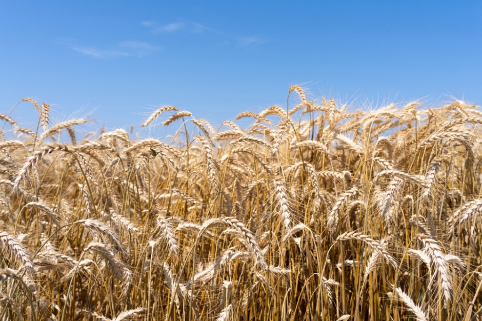 Cena pszenicy na MATIF spadła o 1,5 proc., fot. Shuttrerstock