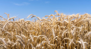 Ceny zbóż na światowych giełdach przed szansą na odwrócenie trendu