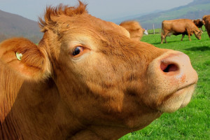 Austria: Rolnicy żądają ponownej oceny wpływu hodowli bydła na klimat. Zła była metoda obliczeń