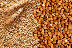 ARiMR: ponad 1,7 mld zł na kontach rolników, którzy sprzedali pszenicę lub grykę