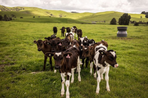 Nowa Zelandia: Bydła mlecznego i owiec ubywa. Grunty idą pod zalesianie