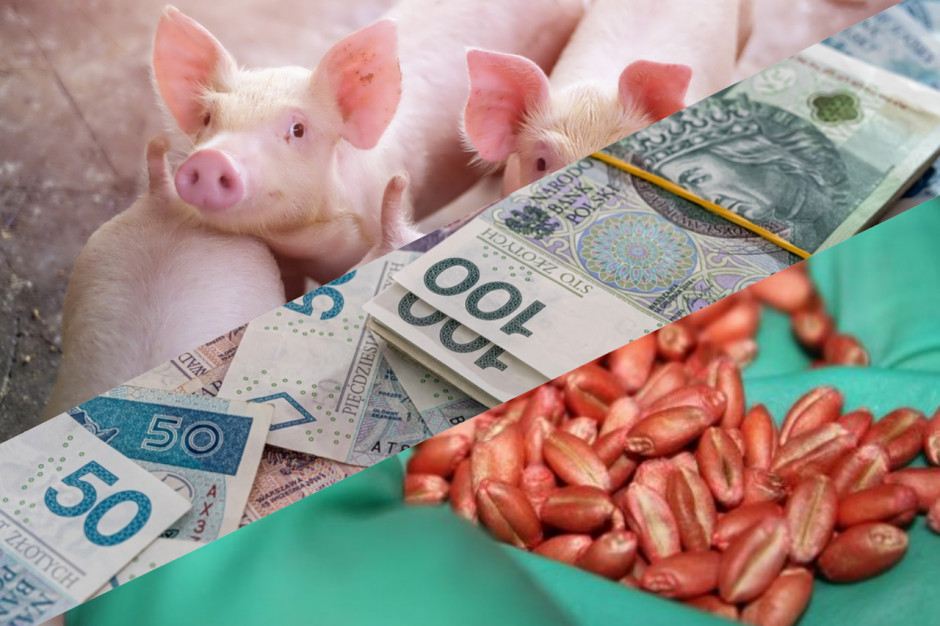 Będą dopłaty dla producentów świń i do kwalifikatu. Jest zgoda rządu. Fot. Shutterstock/A. Kobus