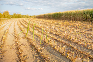 Drastycznie obniżone prognozy zbiorów zbóż w UE