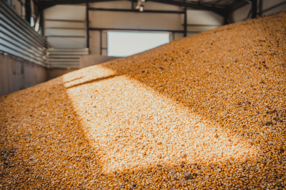 Po ile będzie kukurydza w 2023 r.? fot. Shutterstock