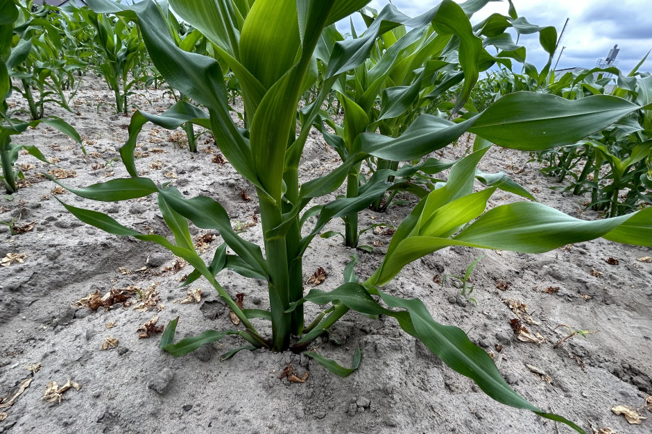Na części plantacji można zaobserwować krzewienie się kukurydzy. Lokalnie warunki sprzyjały temu zjawisku. Fot. Karol Bogacz