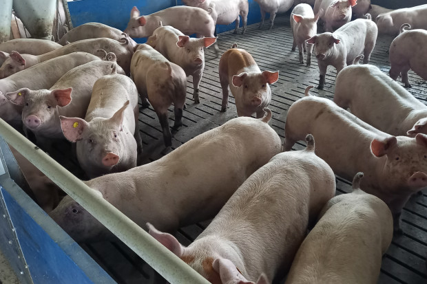 Holandia zmniejszyła znacząco emisję CO2 z hodowli świń