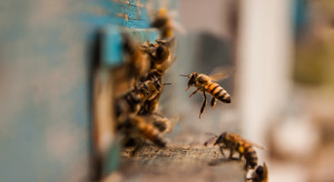 Ukraińskie pszczoły pomagają pszczelarzom w Kanadzie