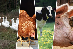 Ubezpieczasz zwierzęta od salmonellozy? Złóż wniosek o wsparcie
