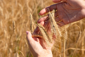 USDA: większa światowa produkcja pszenicy i zbóż paszowych