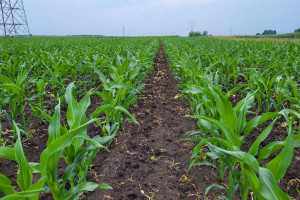 Ozdoken Tayka-KG6: pora na ocenę wschodów kukurydzy