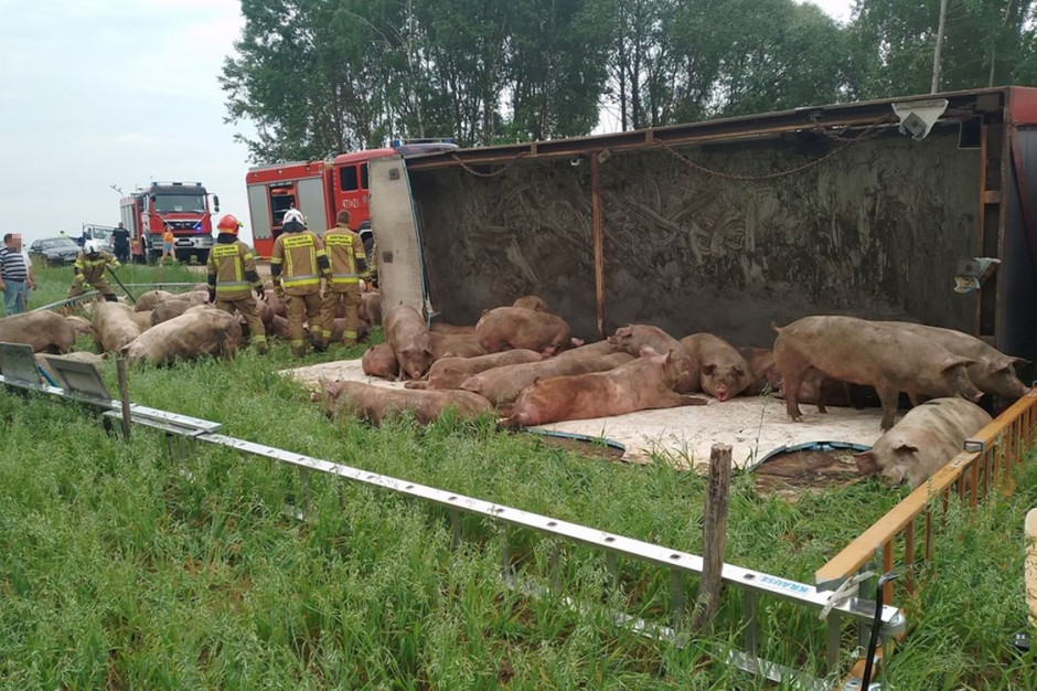 Ciężarówka z 90 tucznikami przewróciła się w drodze do rzeźni, Foto: PSP Siemiatycze