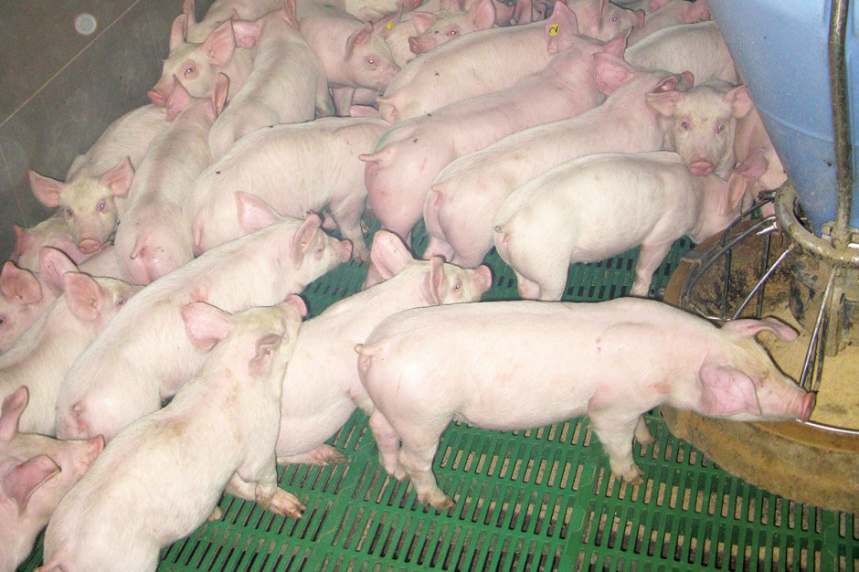 Zbyt duża liczba świń w kojcu oraz ograniczony dostęp do paszy po odsadzeniu są jednymi z przyczyn występowania biegunki poodsadzeniowej