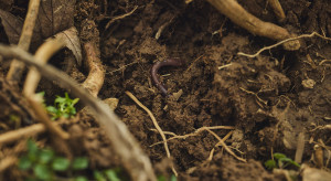 Bayer: 160 mln hektarów pod rolnictwem regeneratywnym