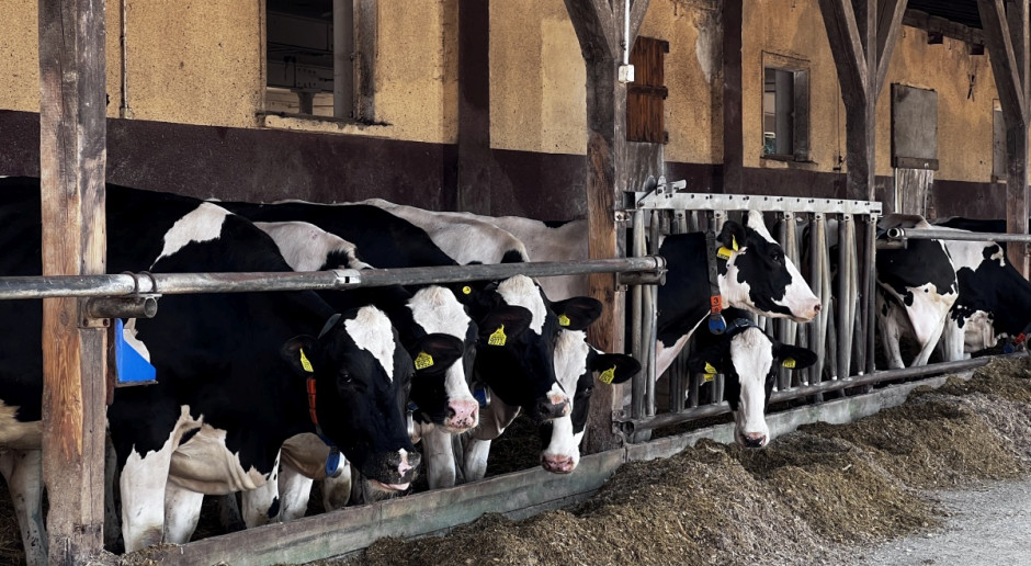 Miesięcznie w OHZ Osięciny pozyskiwanych jest 1,2 mln l mleka, fot.kh