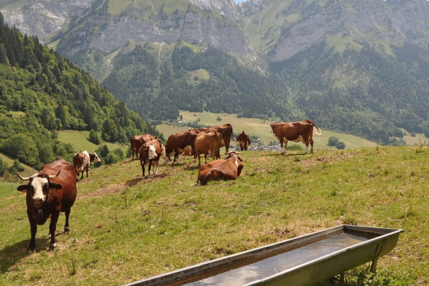 Siadają na krowach i spuszczają wodę z poideł. Alpejscy rolnicy mają dość turystów