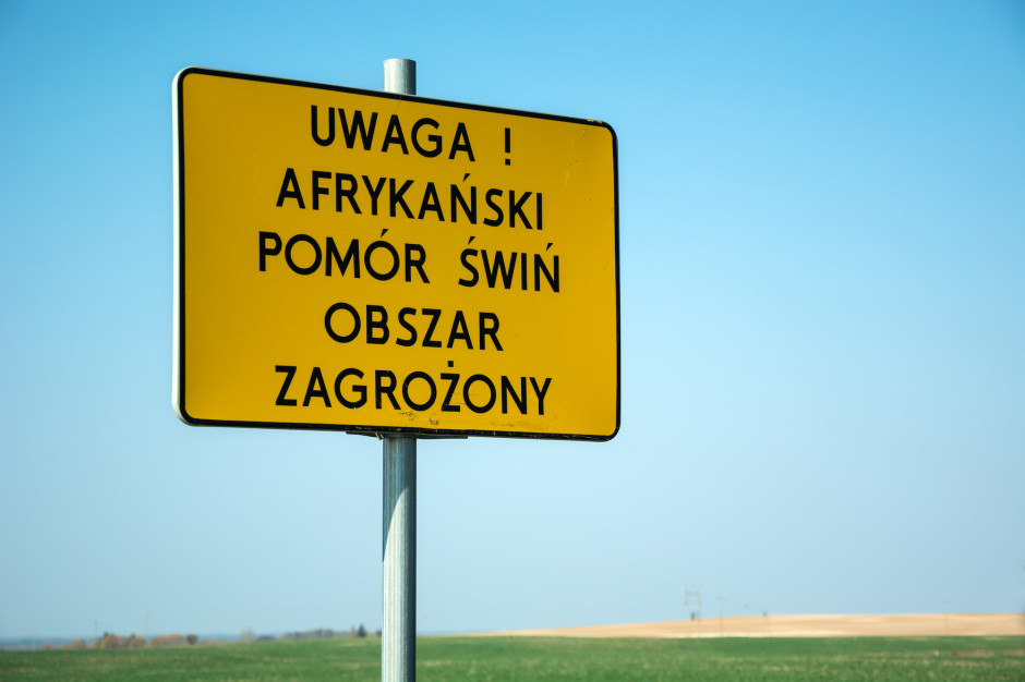 Ogniska ASF potwierdzono w gminie Murowana Goślina Fot.Shutterstock