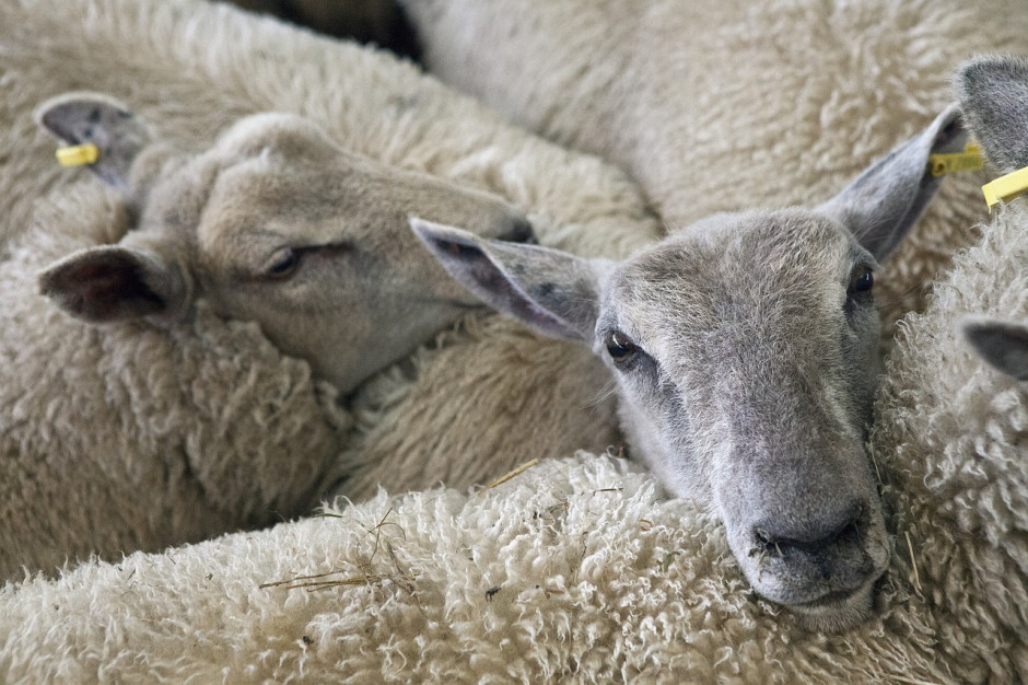 W 50-metrowym mieszkaniu w bloku znajdowało się 40 owiec, Foto: pixabay