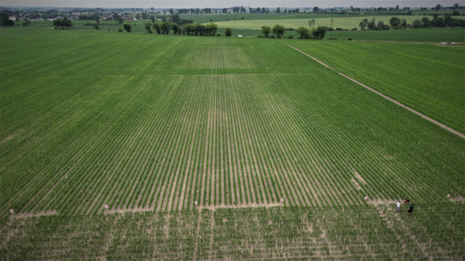 Pole doświadczalne Agroloku, fot. KH