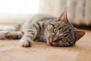 KRD-IG o grypie ptaków u kotów i mięsie drobiowym: Pogoń za sensacją