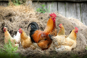 Jak rozprzestrzenia się wirus grypy ptaków? Nowe wyniki badań