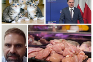 Wirus H5N1 u kotów. Ministerstwo uspokaja: Nie grozi nam niebezpieczeństwo