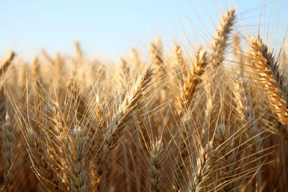 Jak sprzedasz tegoroczny jęczmień i rzepak do 15 lipca, dostaniesz dopłatę do zbóż, fot. Shutterstock