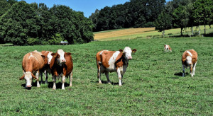 Bawaria: Osiem krów padło na pastwisku od uderzenia pioruna