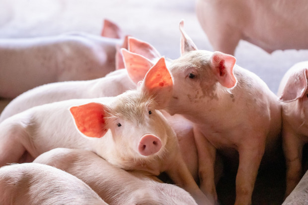 W pierwszej połowie roku wzrósł eksport świń rzeźnych z Holandii