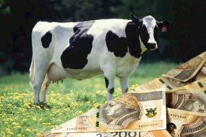 Dopłaty bezpośrednie. Największym beneficjentem producenci bydła?