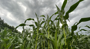 Kukurydza potrzebuje wody. Plantacje wchodzą w kluczowe fazy