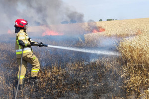Pożar zboża na pniu pod Łowiczem. Poszkodowanych pięciu rolników
