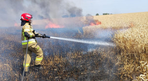 Pożar zboża na pniu pod Łowiczem. Poszkodowanych pięciu rolników