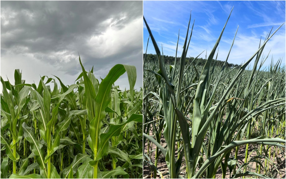 Dwie plantacje kukurydzy położone w dwóch regionach. Z lewej pole kukurydzy, na które spadło w ostatnich dwóch miesiącach ponad 150l/m2, w kilku znaczących opadach. Po prawej plantacja kukurydzy, zasilona zaledwie kilkunastoma litrami wody/m2 Fot. KB/AK