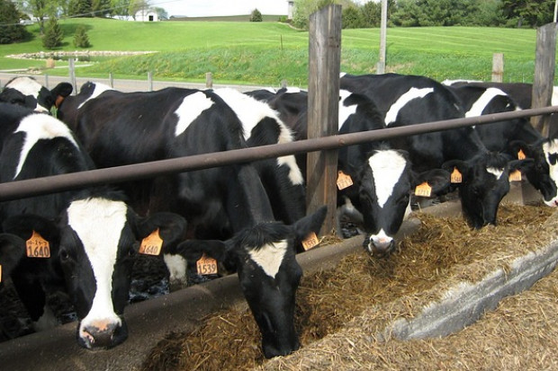Kanadyjski fundusz emerytalny kupuje gospodarstwa mleczne