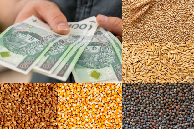 Dopłaty do zbóż. Pół miliarda złotych już na kontach rolników