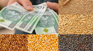 Dopłaty do zbóż. Pół miliarda złotych już na kontach rolników