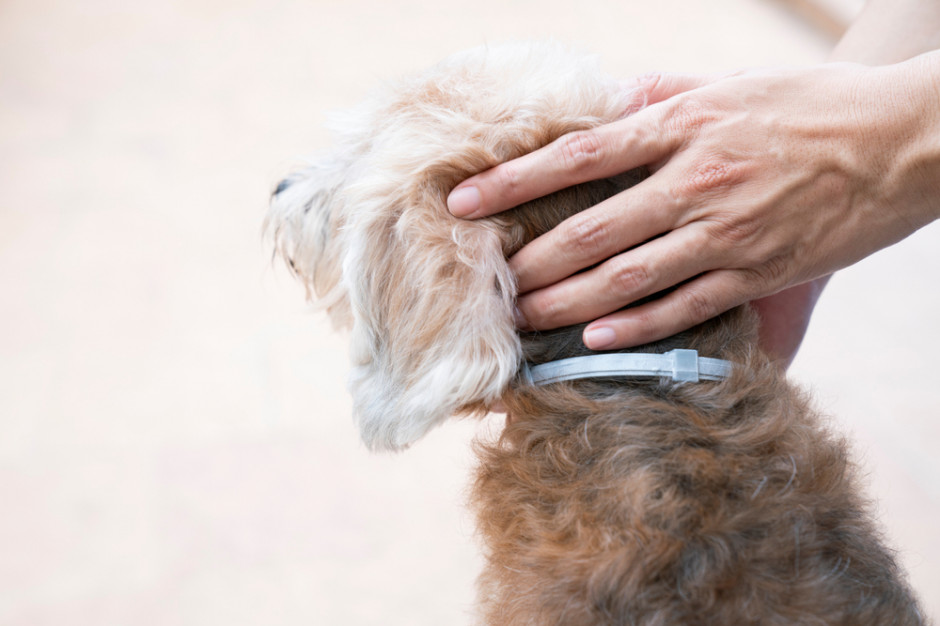 Neonikotynoidy są stosowane w obrożach przeciw kleszczom i pchłom dla psów, fot. Shutterstock