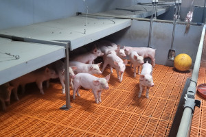 Ceny warchlaków na duńskiej giełdzie w trendzie bocznym