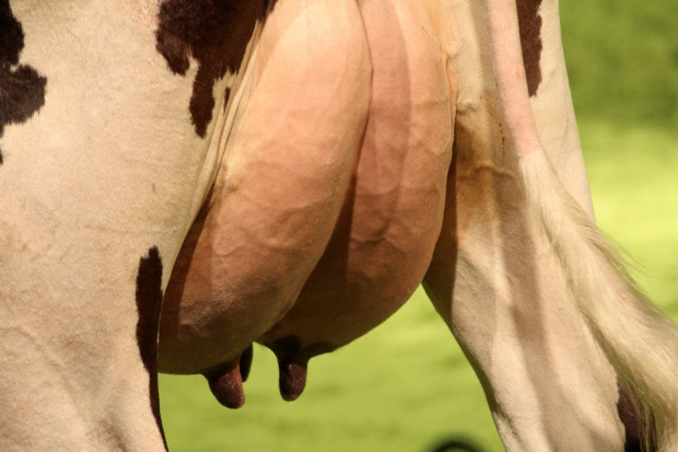 Nanotechnologia w profilaktyce mastitis