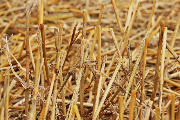Ile rolnik ma czasu, by wymieszać słomę z glebą w ramach ekoschematu?