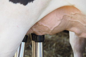 Dopłaty do krów mlecznych? MRiRW odpowiada na wniosek