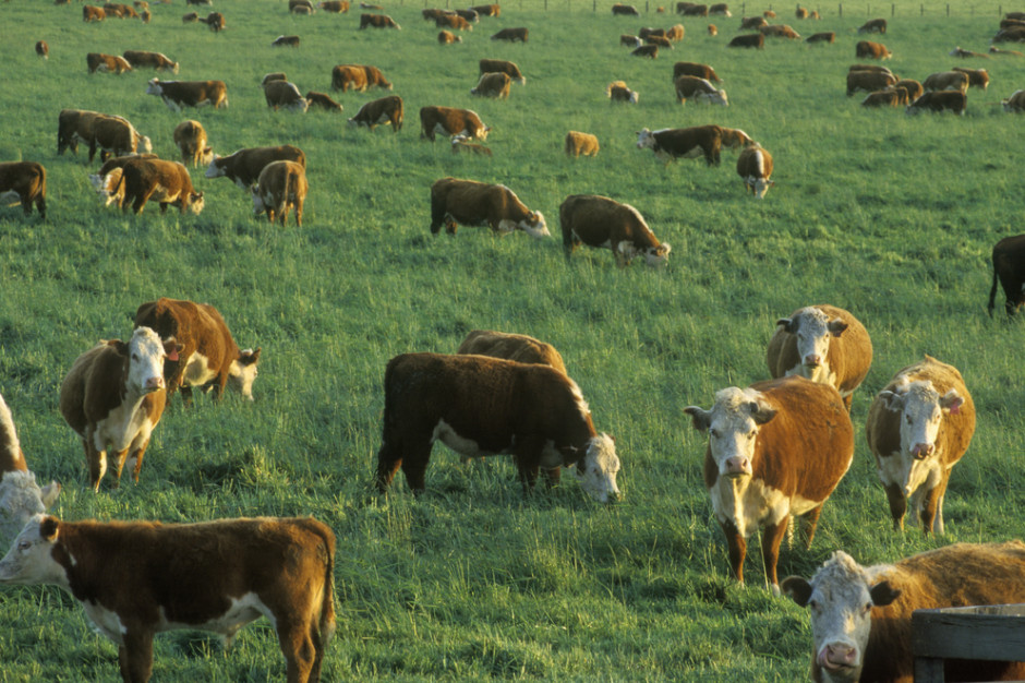 Jak już wspomniano, dobrostan zwierząt wpływa pozytywnie na wyniki ekonomiczne chowu i hodowli poprzez wyższą produkcyjność, fot. Shutterstock